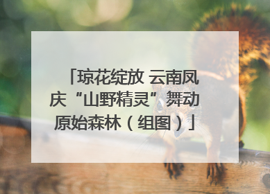 琼花绽放 云南凤庆“山野精灵”舞动原始森林（组图）