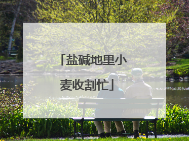 盐碱地里小麦收割忙
