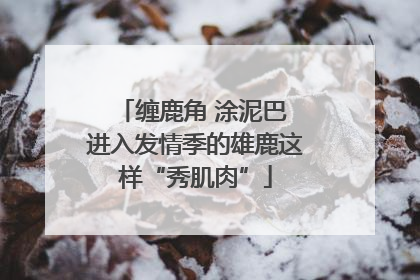 缠鹿角 涂泥巴 进入发情季的雄鹿这样“秀肌肉”