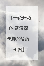 一花开两色 武汉双色睡莲绽放引客