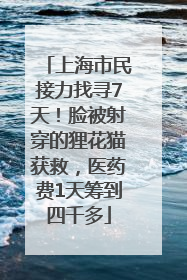 上海市民接力找寻7天！脸被射穿的狸花猫获救，医药费1天筹到四千多