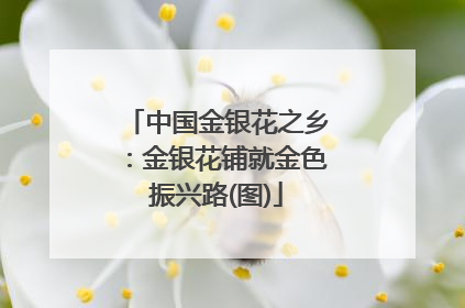 中国金银花之乡：金银花铺就金色振兴路(图)
