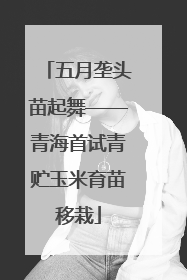 五月垄头苗起舞——青海首试青贮玉米育苗移栽