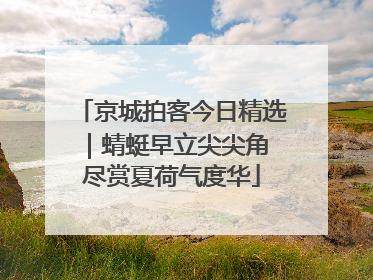 京城拍客今日精选｜蜻蜓早立尖尖角 尽赏夏荷气度华