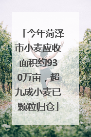 今年菏泽市小麦应收面积约930万亩，超九成小麦已颗粒归仓