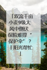 双流千亩小麦9级大风中倒伏 保险难撑“保护伞”？丨阳光帮忙