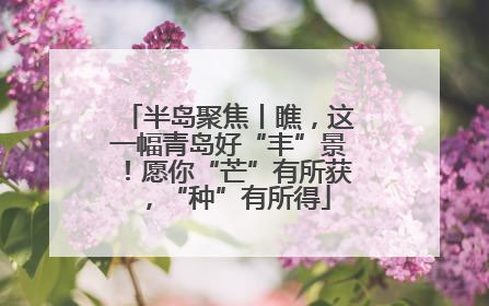 半岛聚焦丨瞧，这一幅青岛好“丰”景！愿你“芒”有所获，“种”有所得