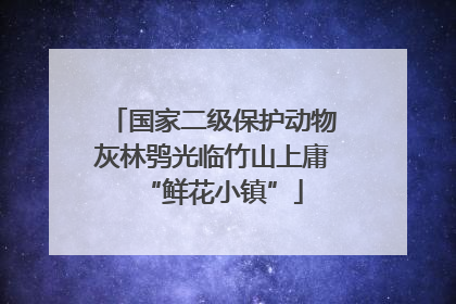 国家二级保护动物灰林鸮光临竹山上庸“鲜花小镇”