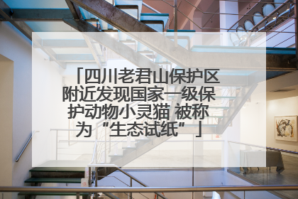 四川老君山保护区附近发现国家一级保护动物小灵猫 被称为“生态试纸”