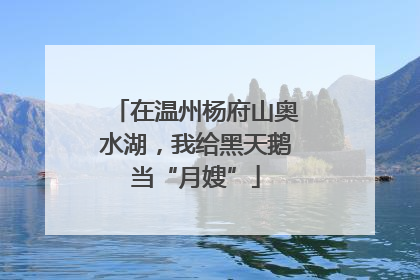 在温州杨府山奥水湖，我给黑天鹅当“月嫂”