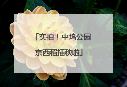 实拍！中坞公园京西稻插秧啦