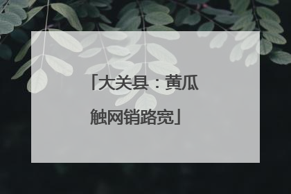 大关县：黄瓜触网销路宽