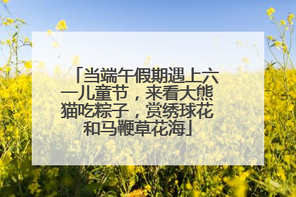 当端午假期遇上六一儿童节，来看大熊猫吃粽子，赏绣球花和马鞭草花海