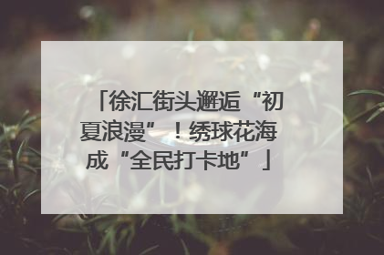 徐汇街头邂逅“初夏浪漫”！绣球花海成“全民打卡地”