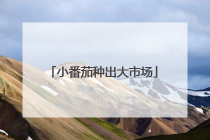 小番茄种出大市场