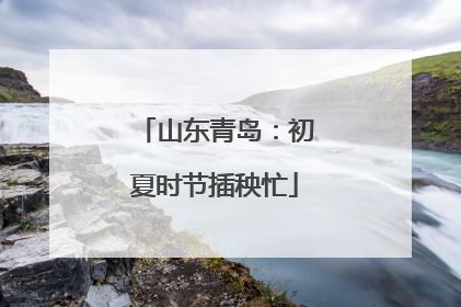 山东青岛：初夏时节插秧忙