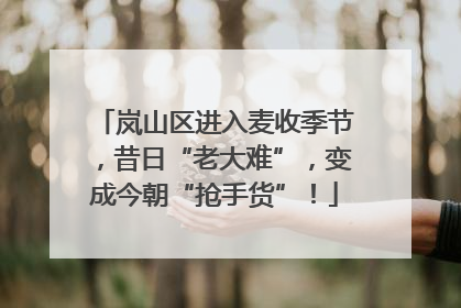 岚山区进入麦收季节，昔日“老大难”，变成今朝“抢手货”！