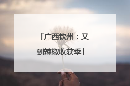 广西钦州：又到辣椒收获季