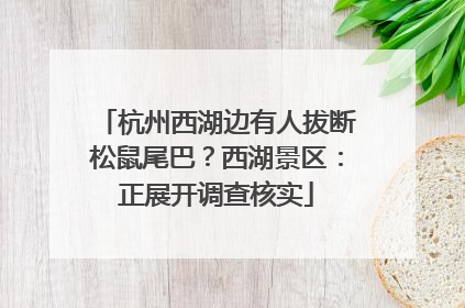 杭州西湖边有人拔断松鼠尾巴？西湖景区：正展开调查核实