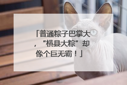 普通粽子巴掌大，“横县大粽”却像个巨无霸！