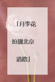 月季花扮靓北京道路