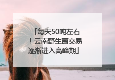 每天50吨左右！云南野生菌交易逐渐进入高峰期