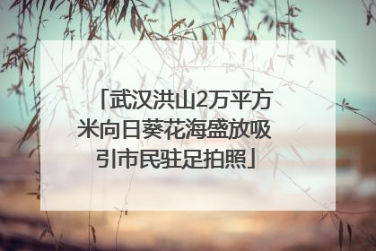 武汉洪山2万平方米向日葵花海盛放吸引市民驻足拍照