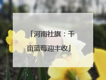 河南社旗：千亩蓝莓迎丰收