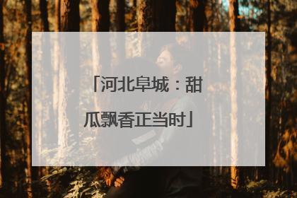 河北阜城：甜瓜飘香正当时