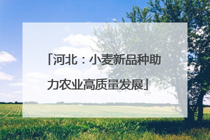 河北：小麦新品种助力农业高质量发展