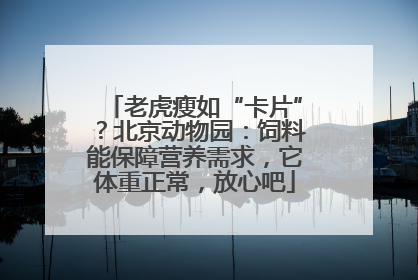 老虎瘦如“卡片”？北京动物园：饲料能保障营养需求，它体重正常，放心吧