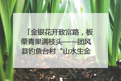 金银花开致富路，板栗青果满枝头——团风县钓鱼台村“山水生金”谱写共富新篇章